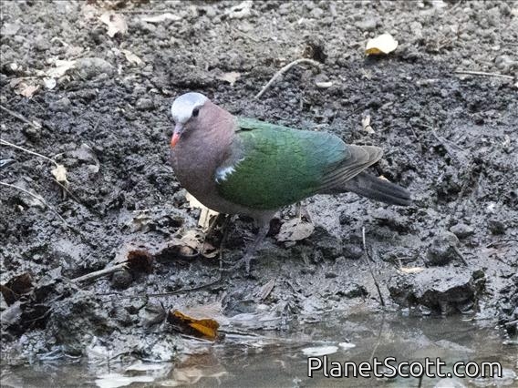 Asian Emerald Dove (Chalcophaps indica) - Male