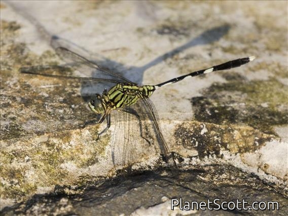 Slender Skimmer (Orthetrum sabina)