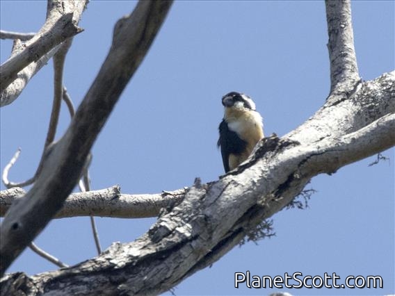 Black-thighed Falconet (Microhierax fringillarius)