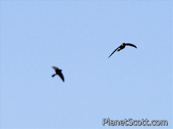 Cave Swiftlet (Collocalia linchi)