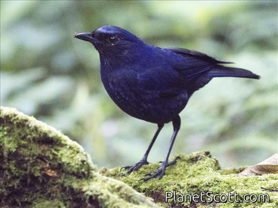 Javan Whistling-Thrush (Myophonus glaucinus)