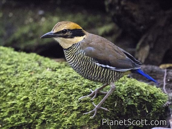 Javan Banded Pitta (Hydrornis guajanus)