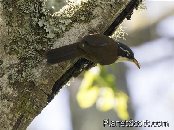Javan Scimitar-Babbler (Pomatorhinus montanus)