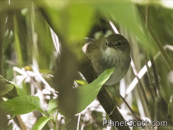Javan Bush Warbler (Locustella montis)