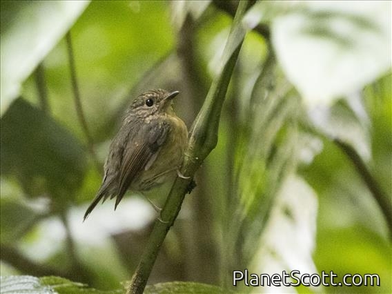 Lesser Shortwing (Brachypteryx leucophris) - Female