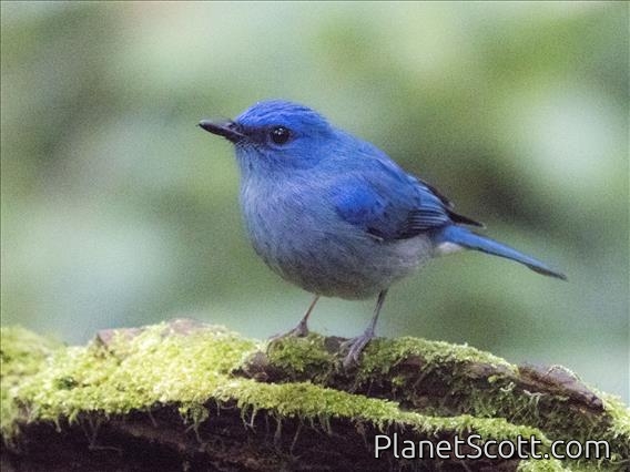 Pale Blue-Flycatcher (Cyornis unicolor)