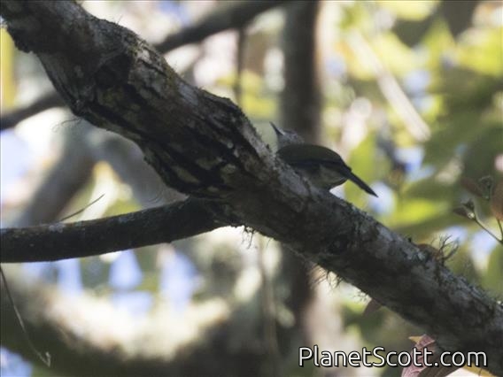 Javan Bulbul (Ixos virescens)