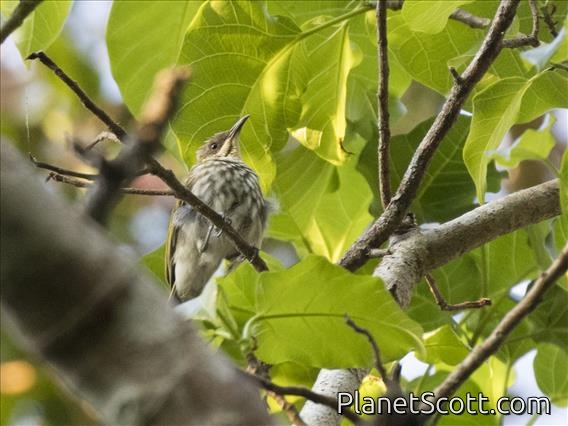 Streaky-breasted Honeyeater (Meliphaga reticulata)