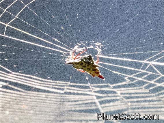 Christmas Spider (Gasteracantha taeniata)