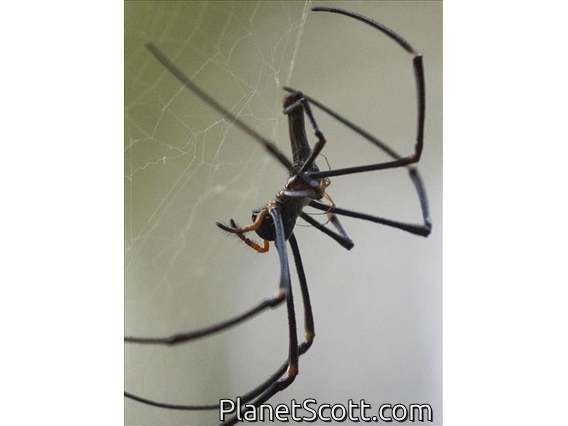 Giant Golden Orbweaver (Nephila pilipes)