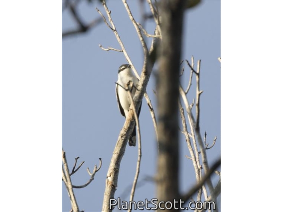White-shouldered Triller (Lalage sueurii)