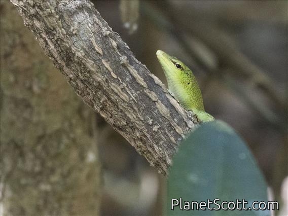 Emerald Tree Skink (Lamprolepis smaragdina)