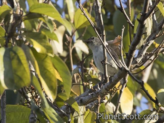 Red-chested Flowerpecker (Dicaeum maugei)
