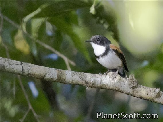 Black-banded Flycatcher (Ficedula timorensis)