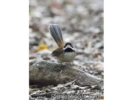 Supertramp Fantail (Rhipidura semicollaris)