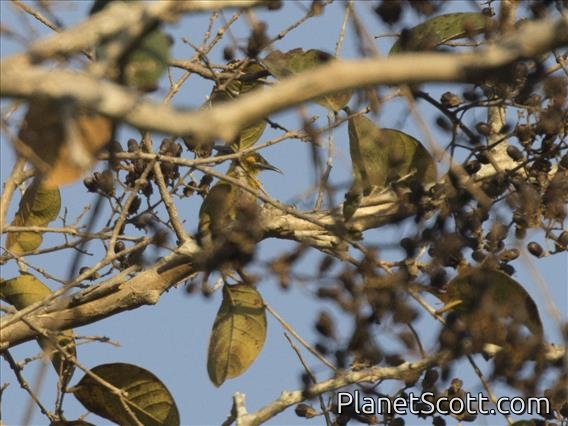 Yellow-eared Honeyeater (Lichmera flavicans)