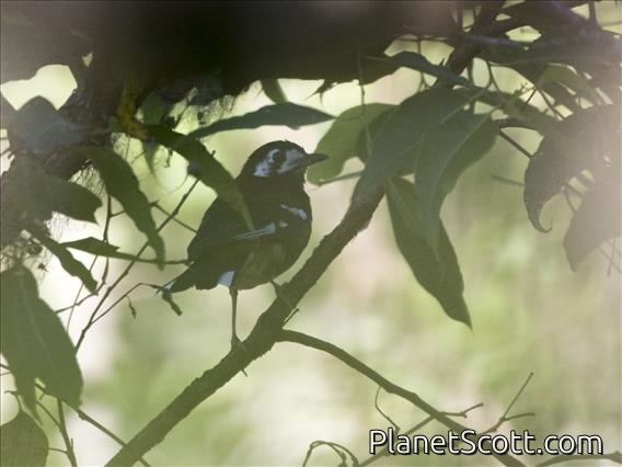 Chestnut-backed Thrush (Geokichla dohertyi)