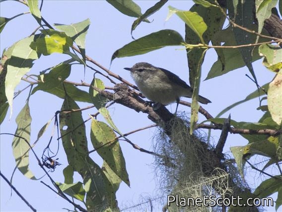 Timor Leaf-Warbler (Phylloscopus presbytes)