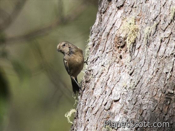 Pied Bushchat (Saxicola caprata) - Female