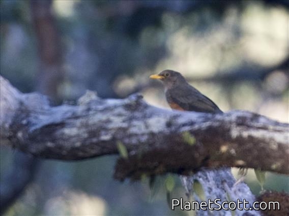 Wallacean Island-Thrush (Turdus schlegelii)