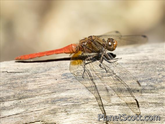 Orange Skimmer (Orthetrum testaceum)