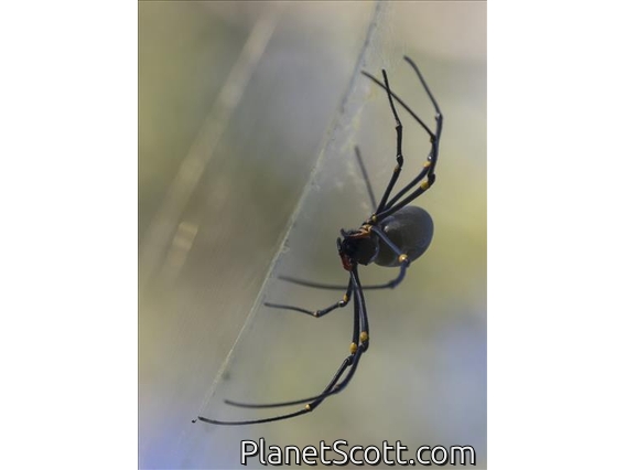 Giant Golden Orbweaver (Nephila pilipes)