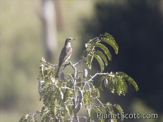 Green Figbird (Sphecotheres viridis) - Female
