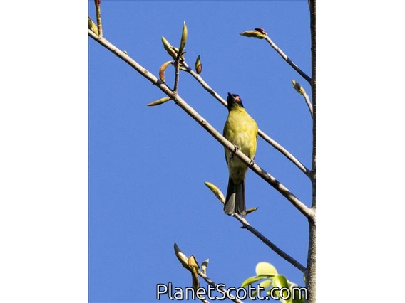 Green Figbird (Sphecotheres viridis) - Male