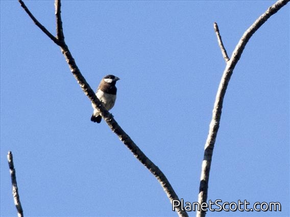 Timor Sparrow (Padda fuscata)