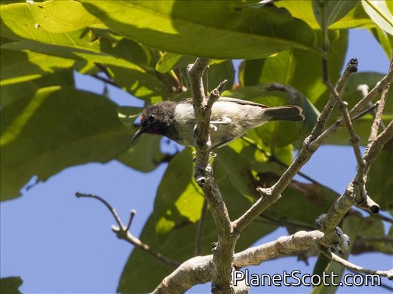 Black-breasted Myzomela (Myzomela vulnerata) - Male