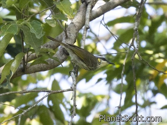 Streak-breasted Honeyeater (Meliphaga reticulata)