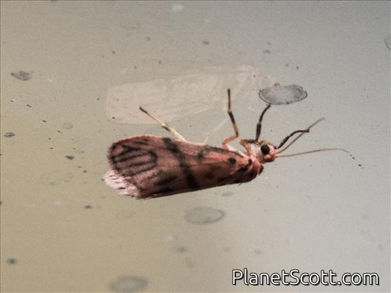 Lichen Moth (Lithosiini sp)