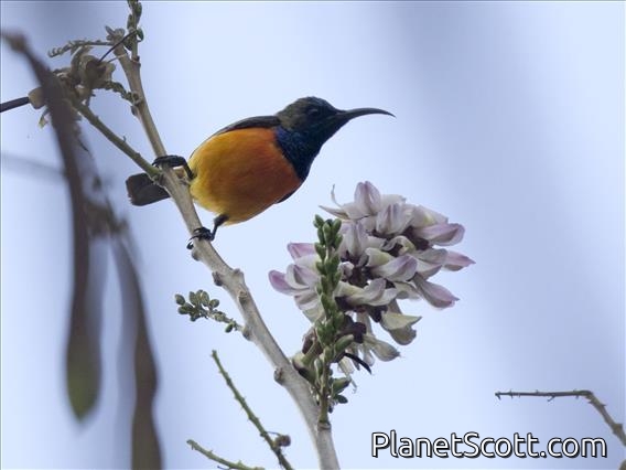 Flame-breasted Sunbird (Cinnyris solaris)