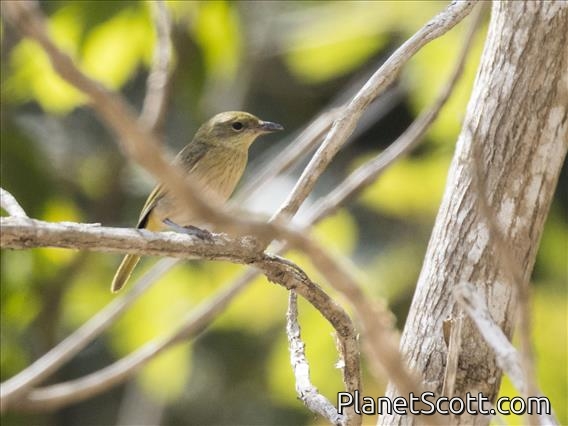Fawn-breasted Whistler (Pachycephala orpheus)