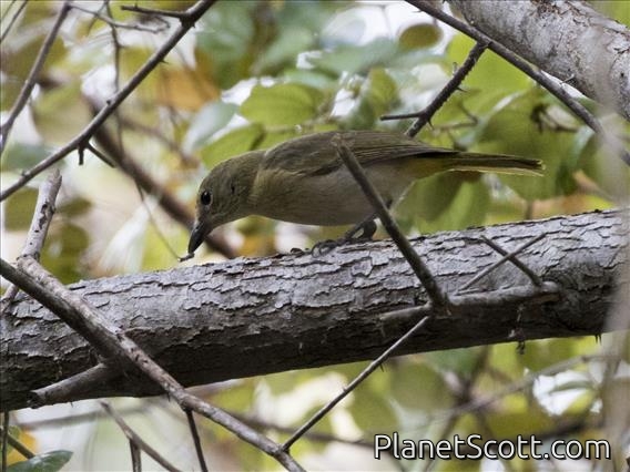 Fawn-breasted Whistler (Pachycephala orpheus)