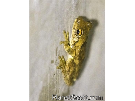 Timor Tree Frog (Pengilleyia everetti)