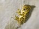 Timor Tree Frog (Pengilleyia everetti)