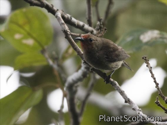 Rote Myzomela (Myzomela irianawidodoae) - Female