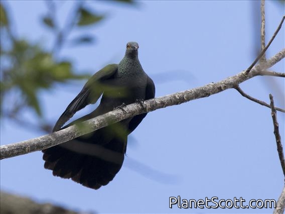 Slaty Cuckoo-Dove (Turacoena modesta) - Female
