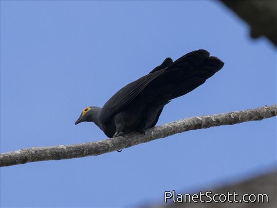 Slaty Cuckoo-Dove (Turacoena modesta) - Male