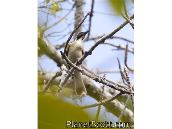 Timor Oriole (Oriolus melanotis) - Juvenile