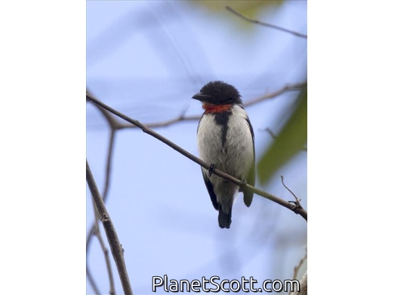 Red-chested Flowerpecker (Dicaeum maugei) - Male