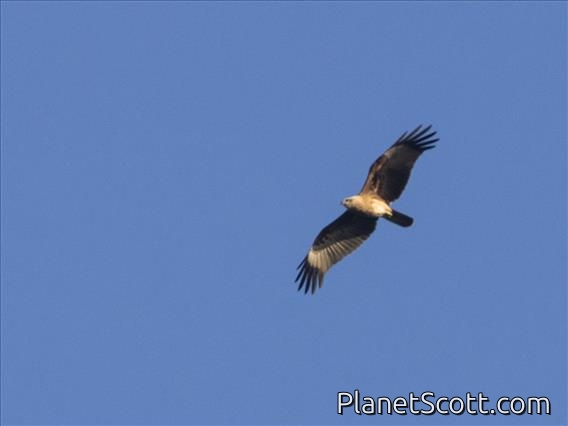 Brahminy Kite (Haliastur indus)