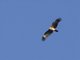 Brahminy Kite (Haliastur indus)