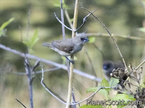 Black-faced Munia (Lonchura molucca) - Female