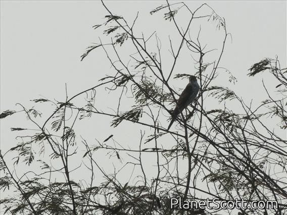 Brown Goshawk (Tachyspiza fasciata)