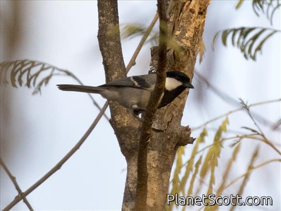 Asian Tit (Parus cinereus)