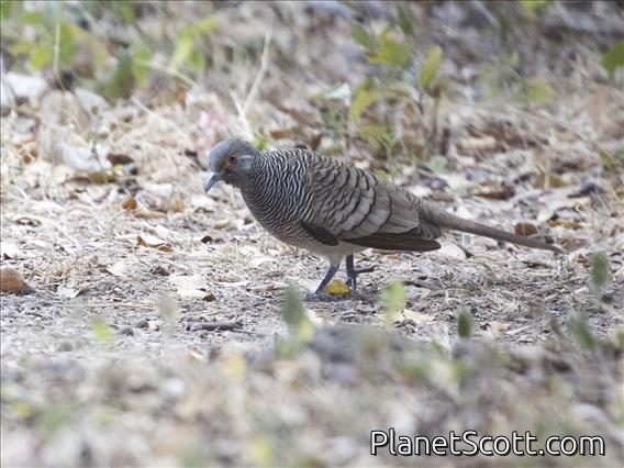 Barred Dove (Geopelia maugeus)