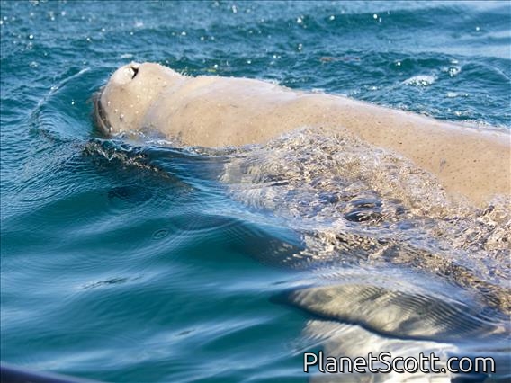 Dugong (Dugong dugon)