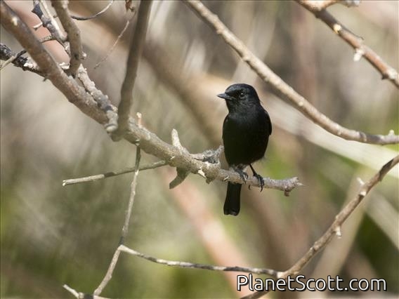 Pied Bushchat (Saxicola caprata) - Male